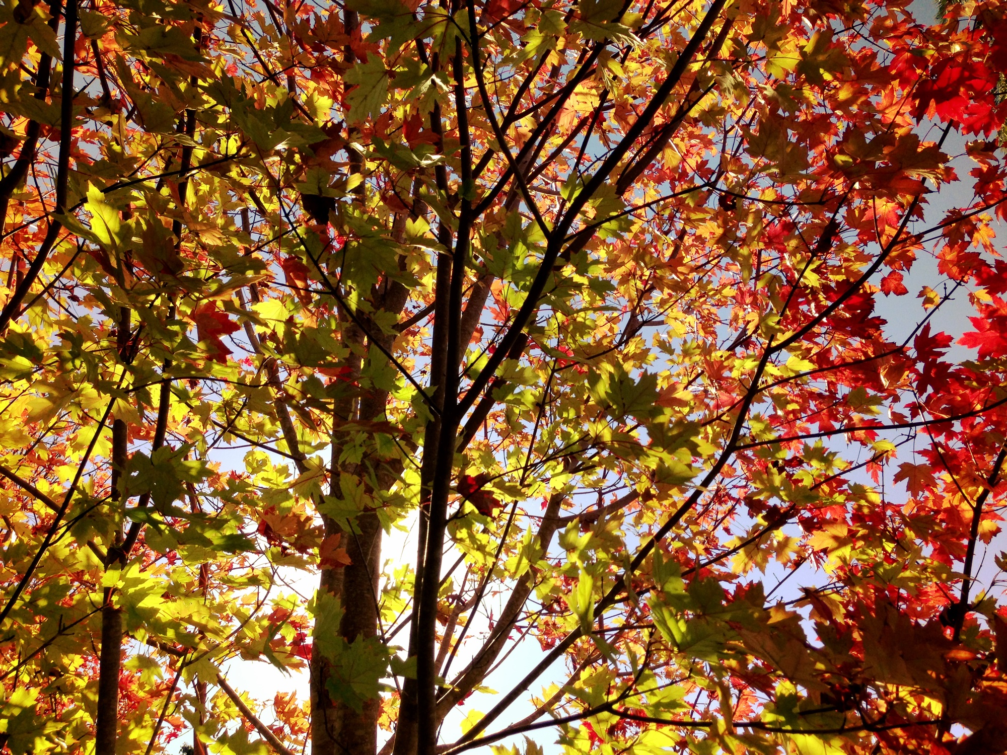 Autumn gallery cover