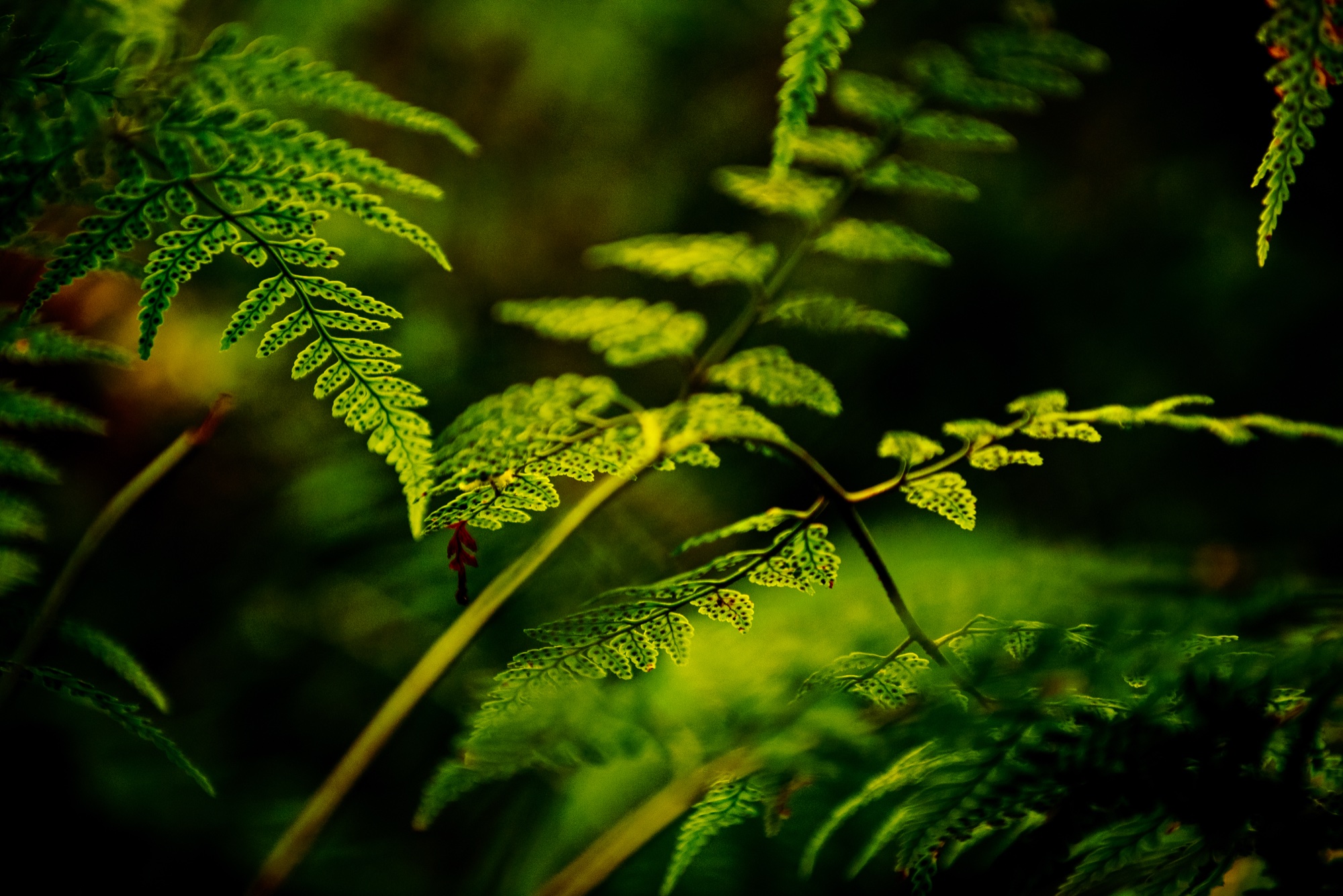 Fern Gully gallery cover