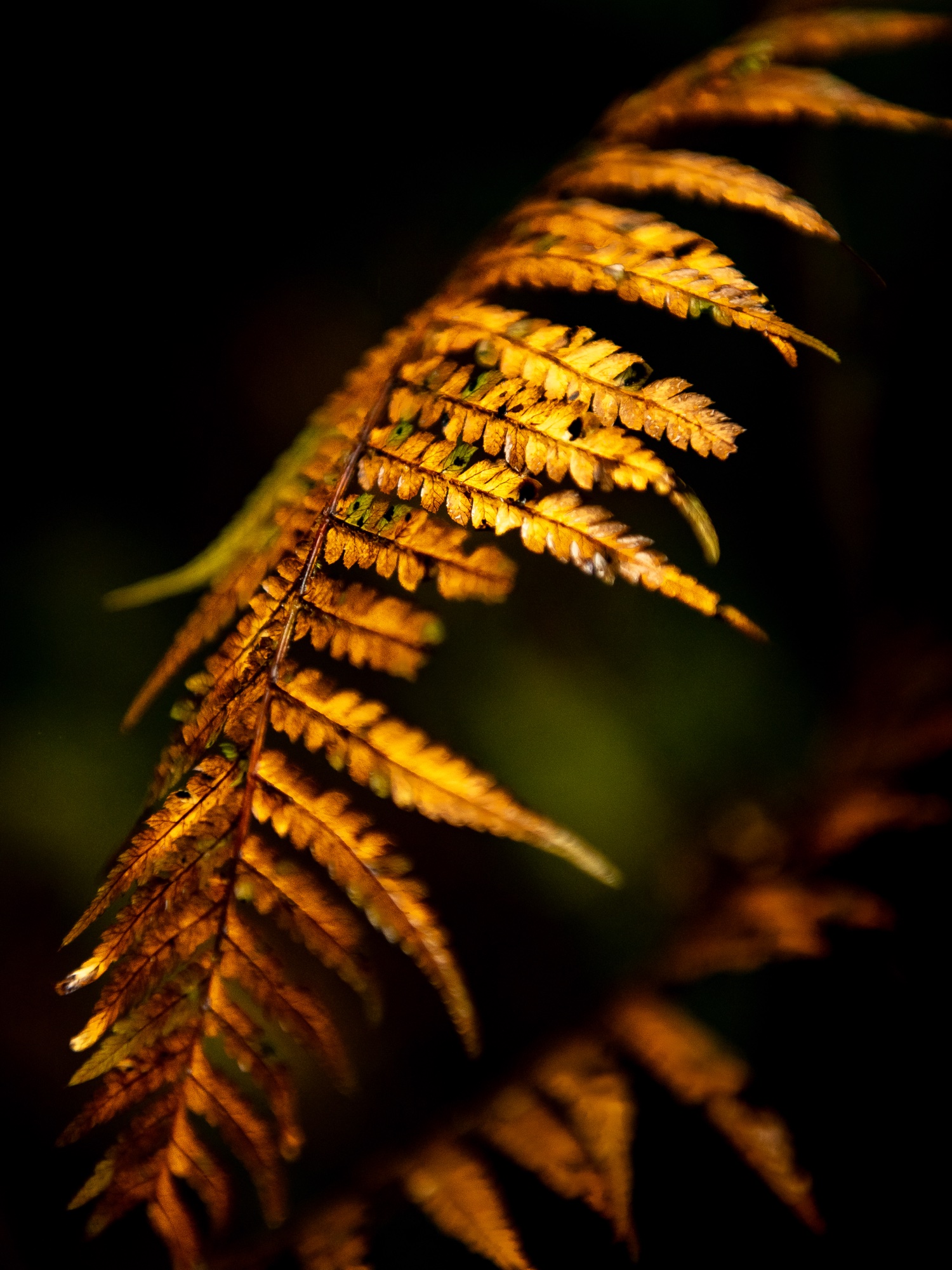 Fern Gully photograph 2 of 4