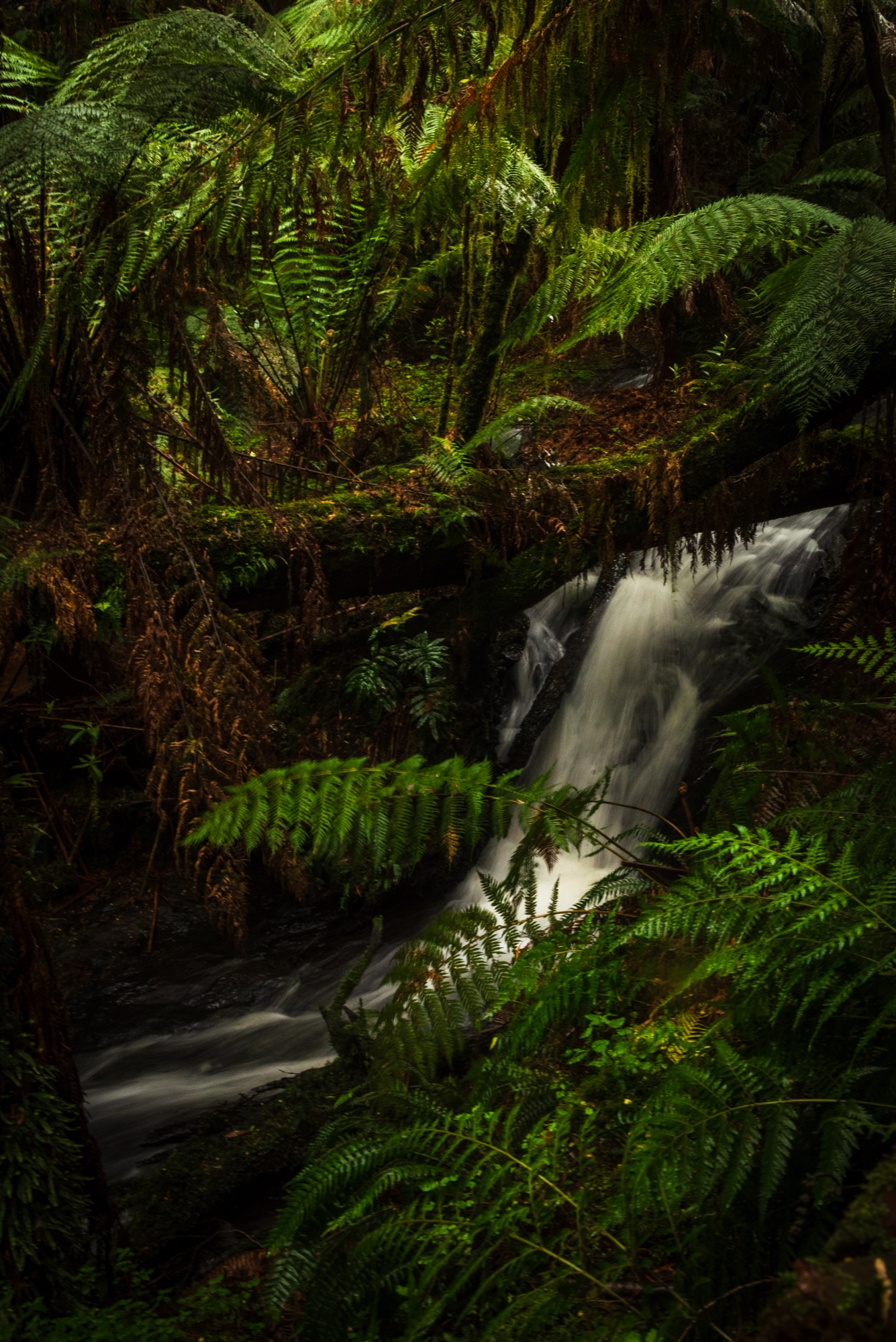 Fern Gully photograph 3 of 4