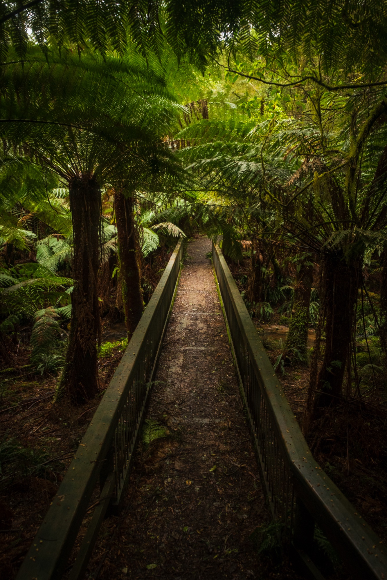 Fern Gully photograph 4 of 4