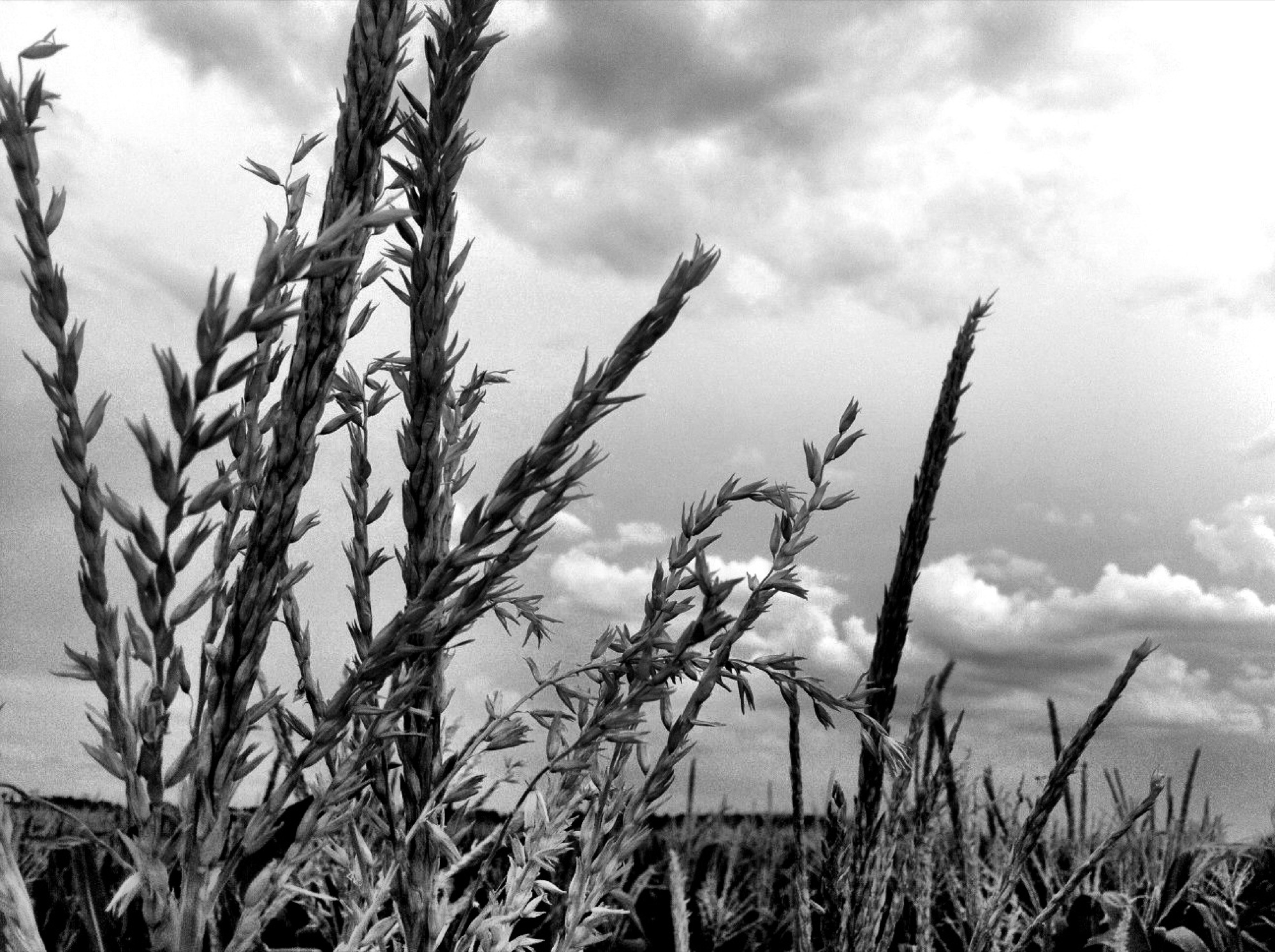 Monochrome photograph 13 of 43