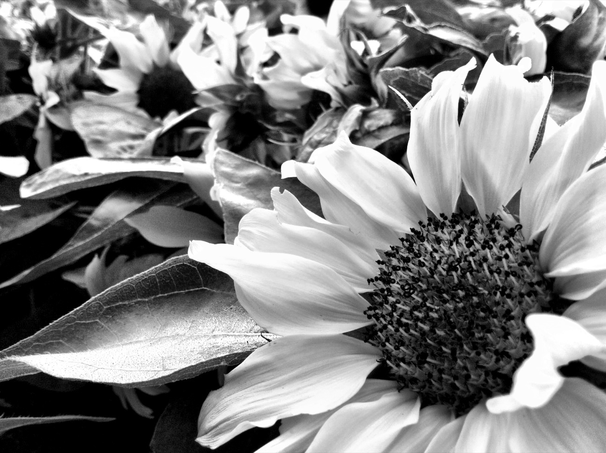 Monochrome photograph 2 of 43