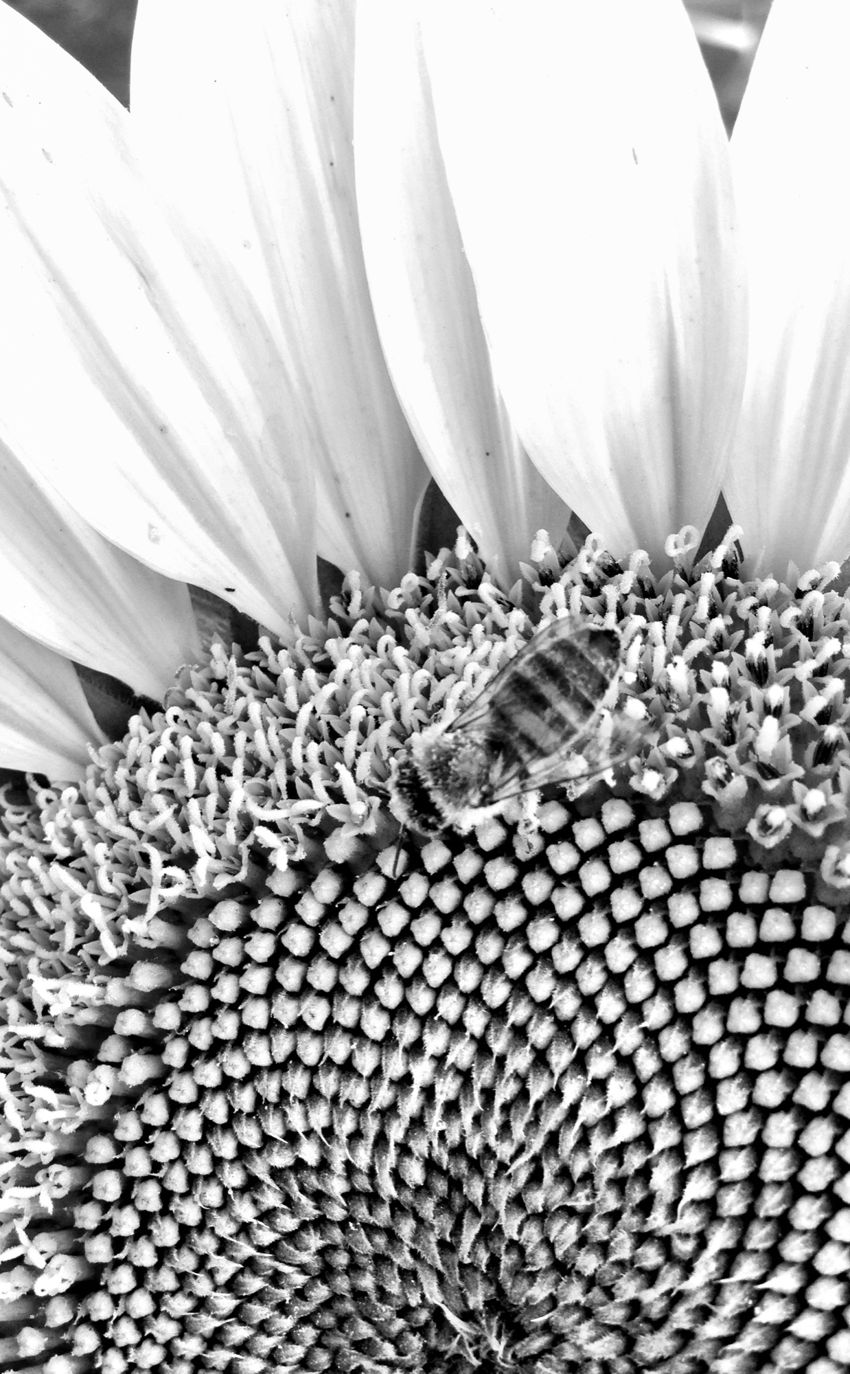 Monochrome photograph 17 of 43