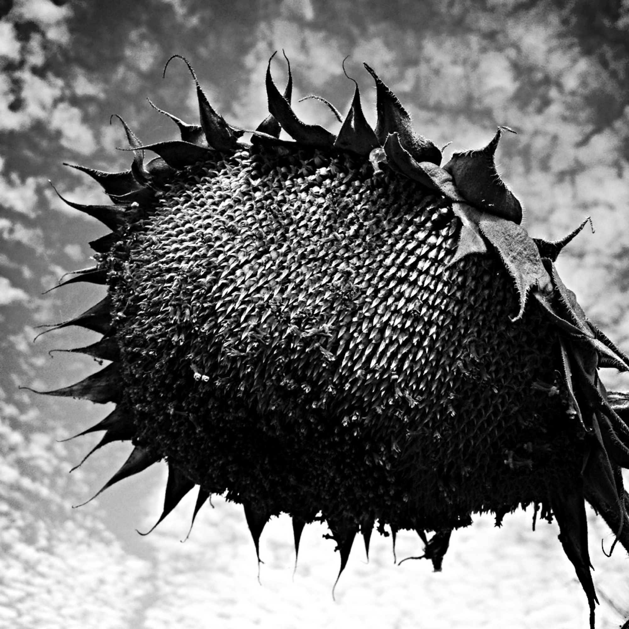 Monochrome photograph 32 of 43
