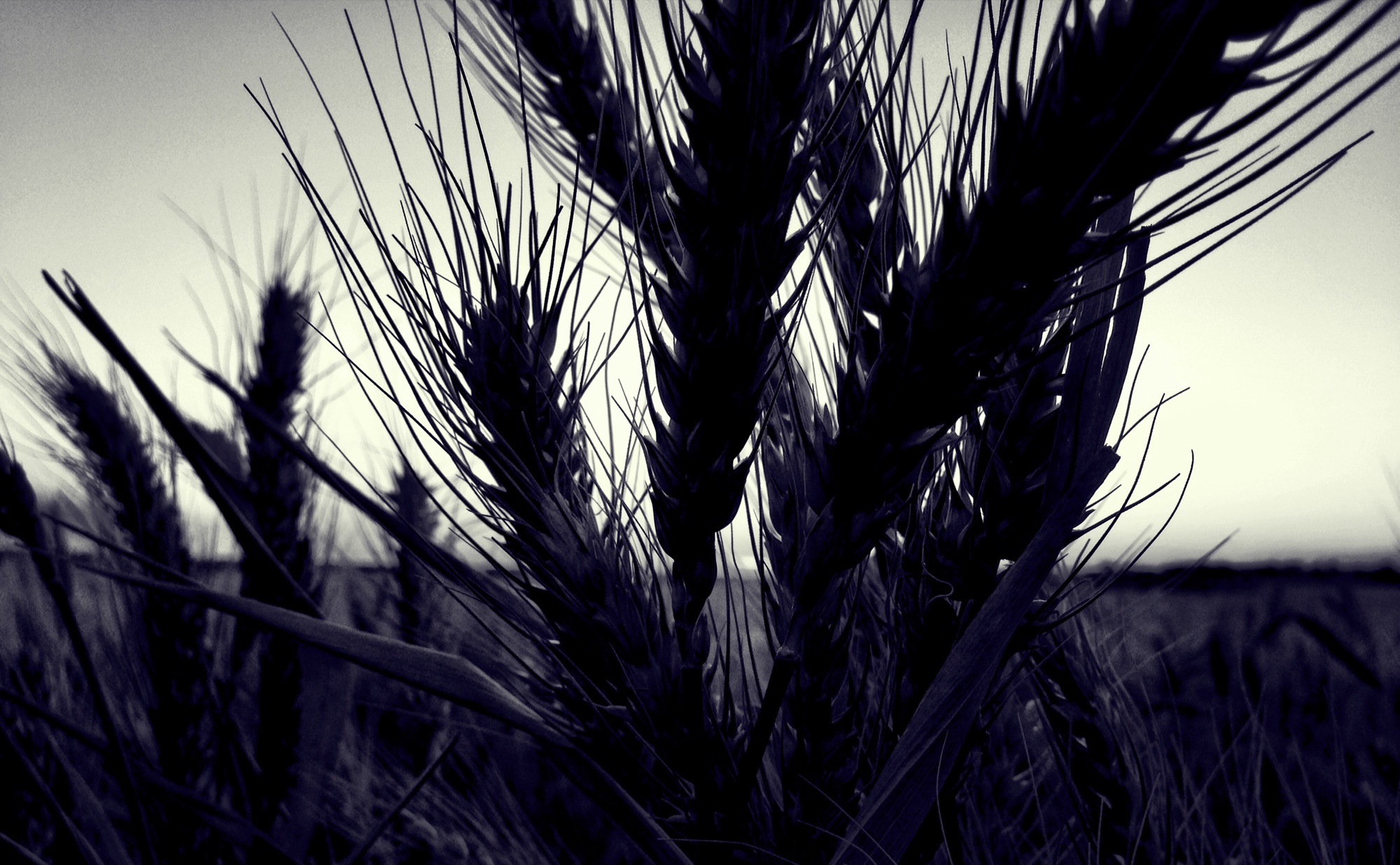 Monochrome photograph 21 of 43