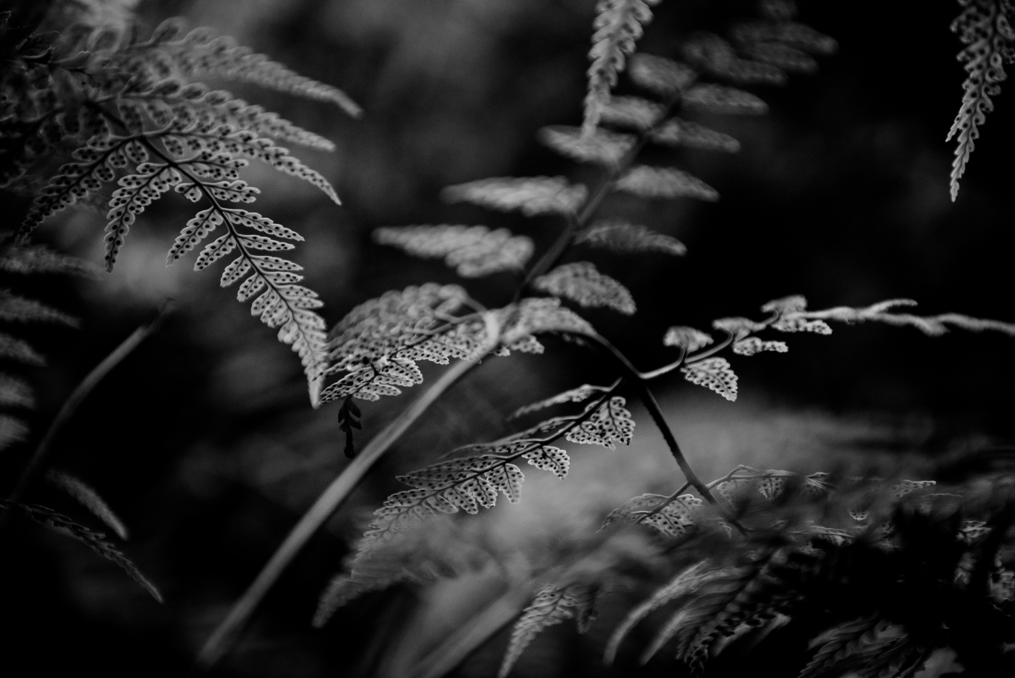 Monochrome photograph 38 of 43