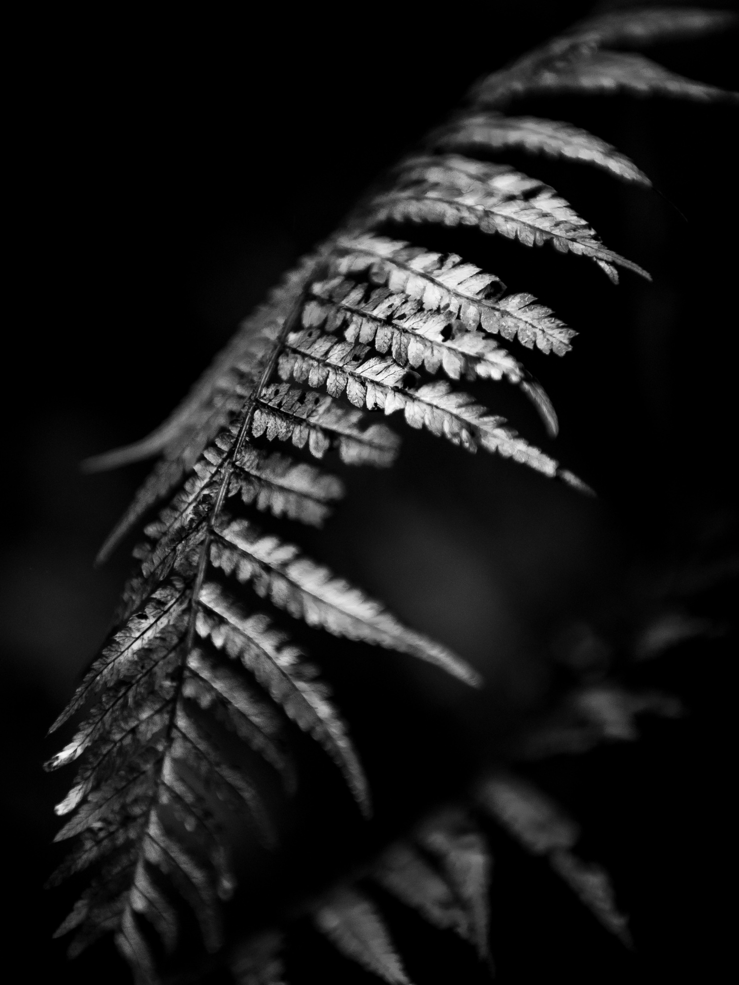 Monochrome photograph 39 of 43