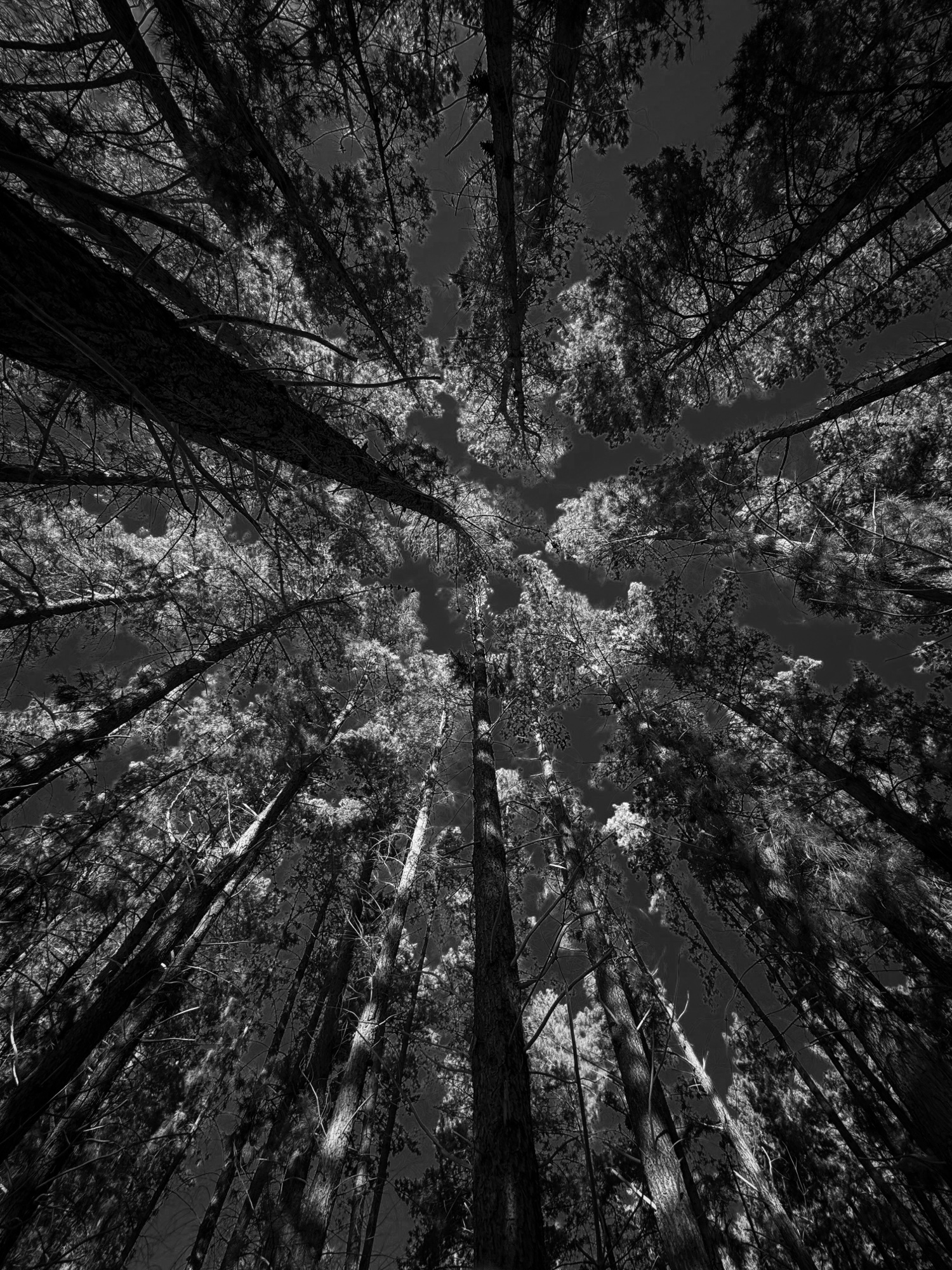 Monochrome photograph 43 of 43