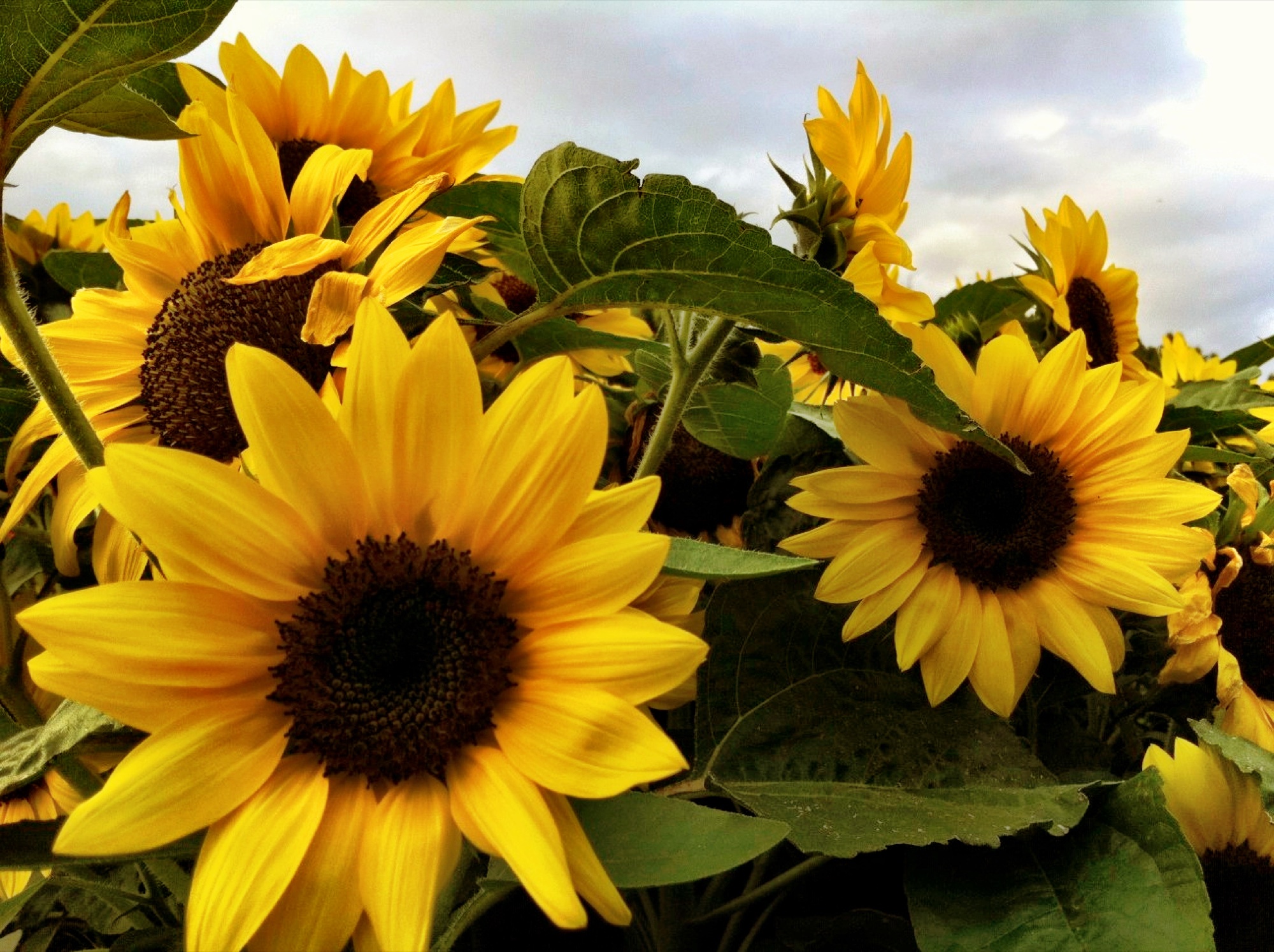 Sunflower photograph 12 of 19