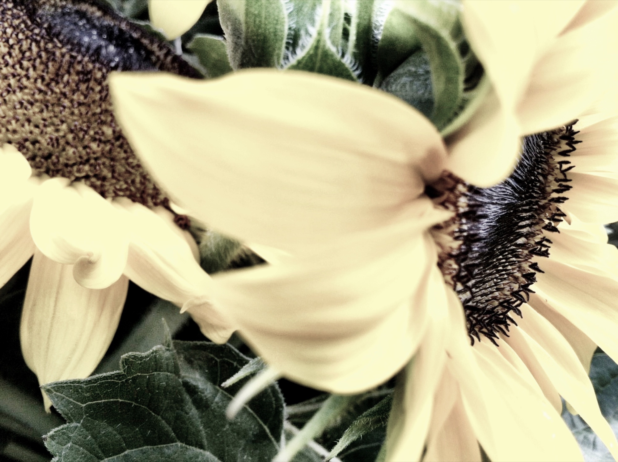 Sunflower photograph 5 of 19