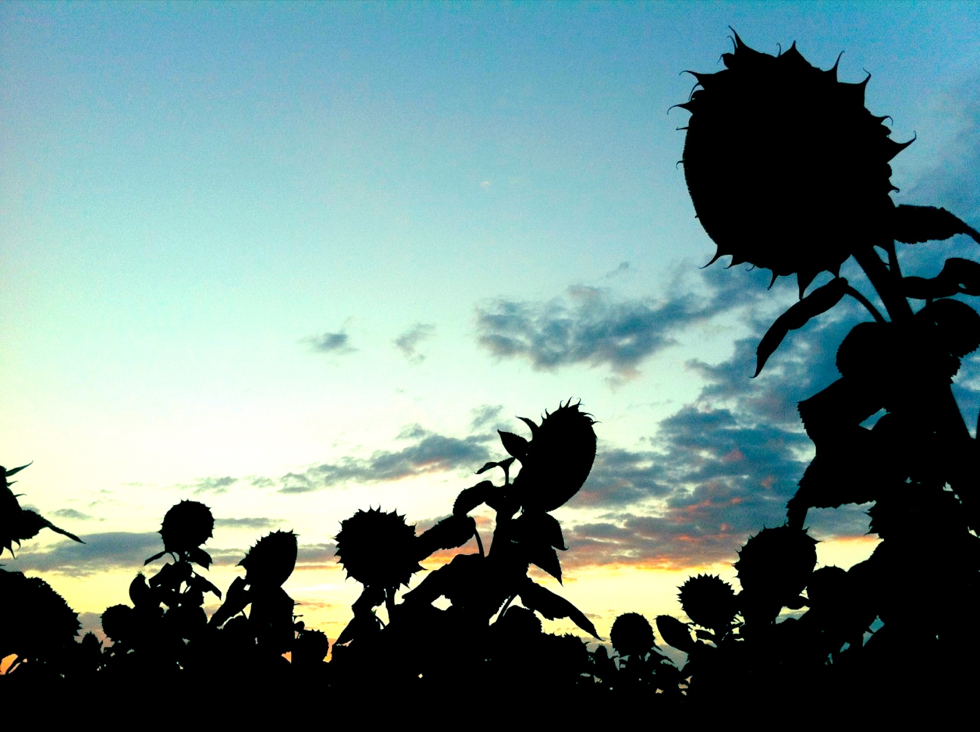 Sunflower photograph 17 of 19