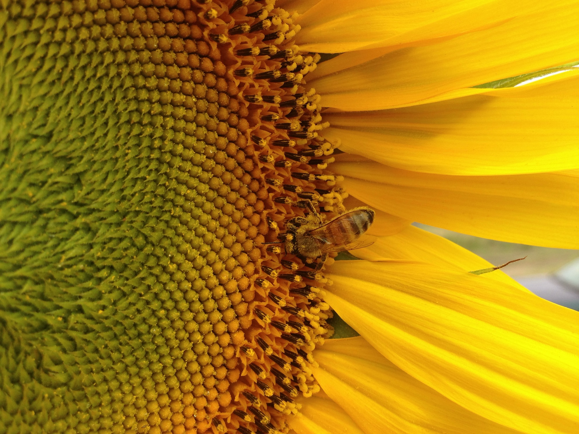 Sunflower photograph 13 of 19