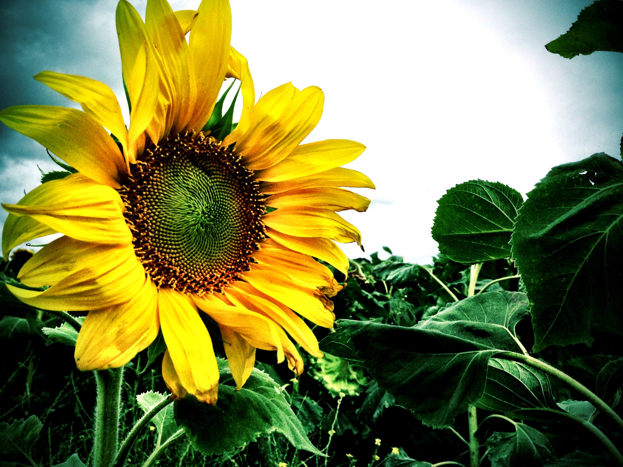 Sunflower photograph 6 of 19