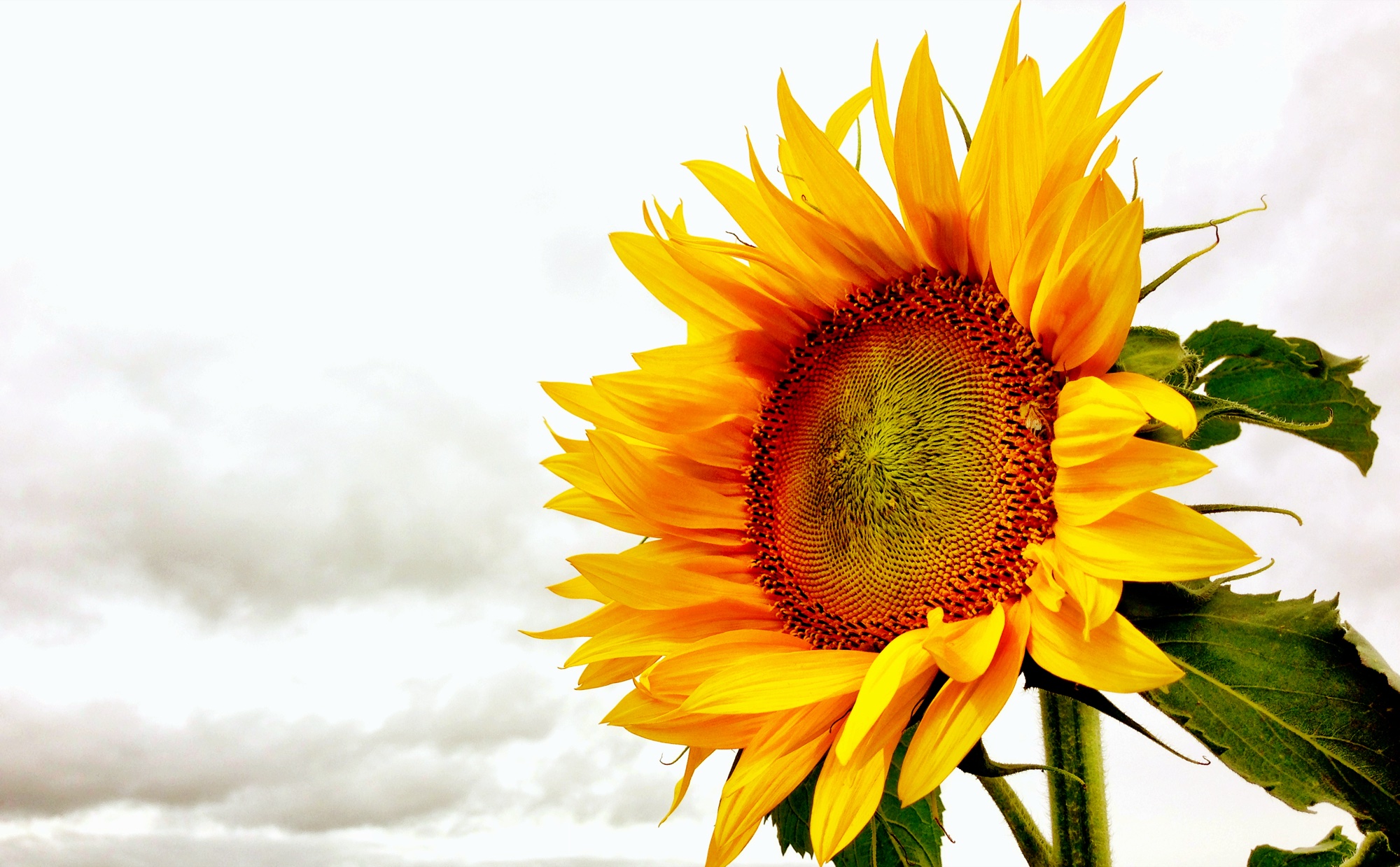 Sunflower photograph 4 of 19