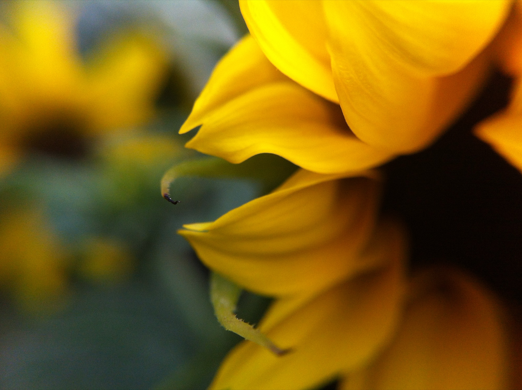 Sunflower gallery cover