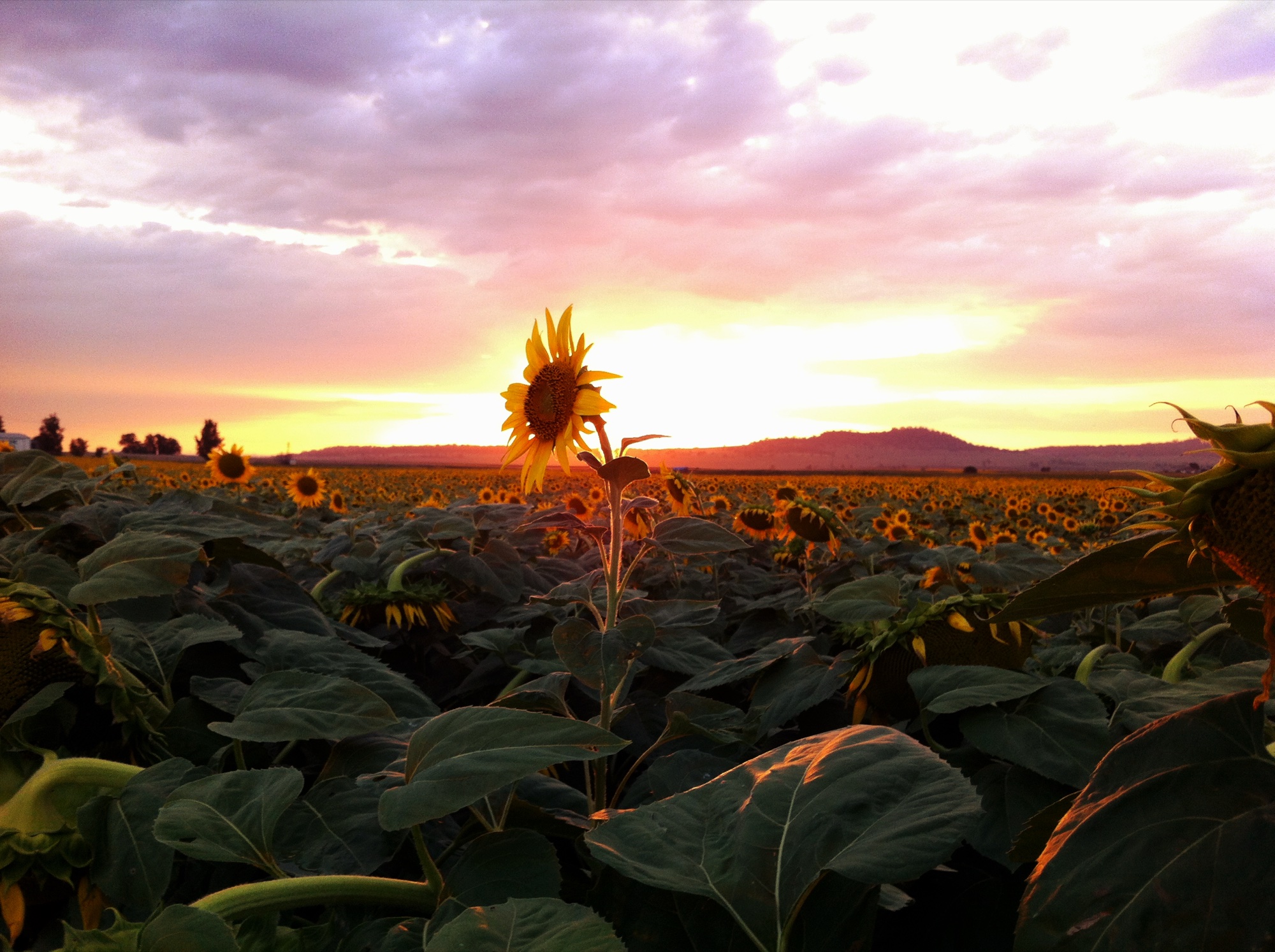Sunflower photograph 3 of 19