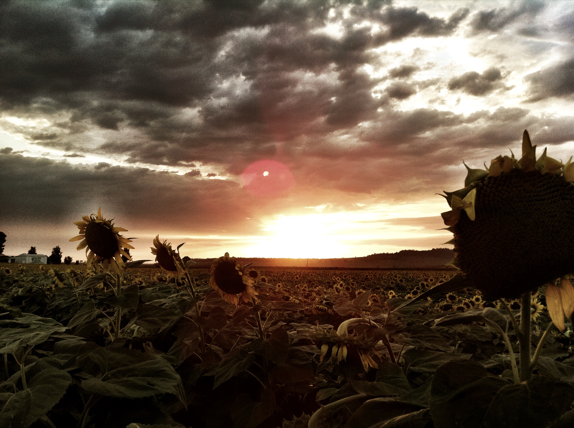 Sunflower photograph 11 of 19